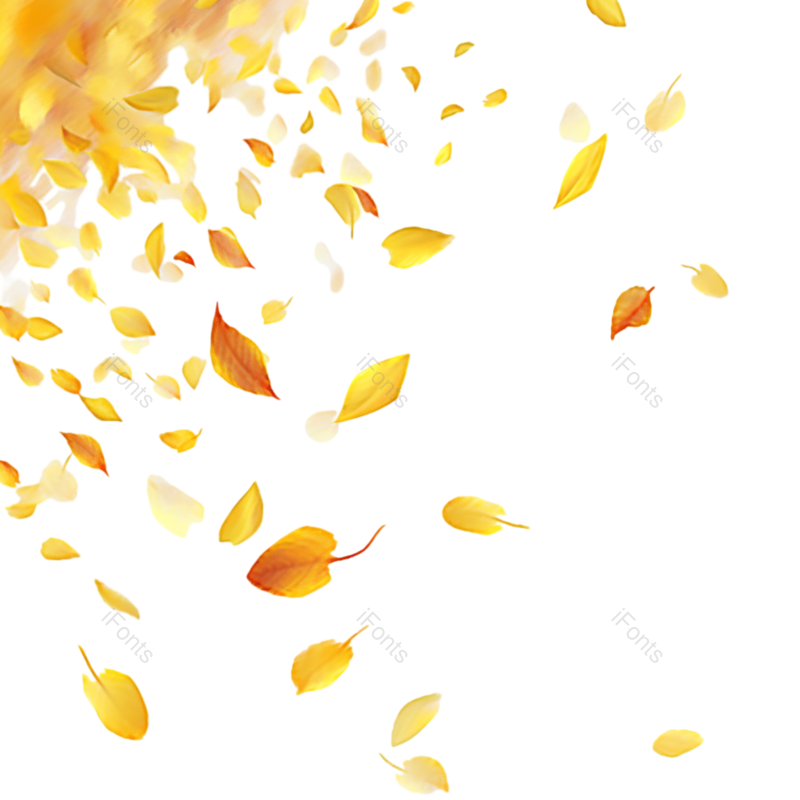 装饰图片,简约元素,树叶PNG,漂浮元素免抠素材